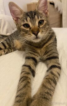 Zachranene maciatka - 3