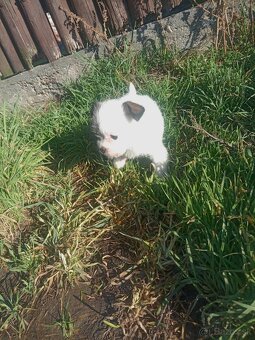 Čivava  x Msltezak - 3