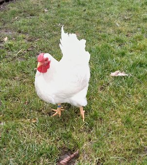 Wyandotka biela zdrobnela - 3