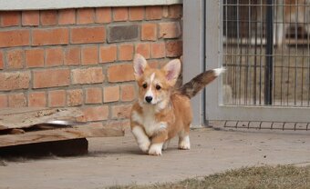 Welsh Corgi Pembroke s PP - 3