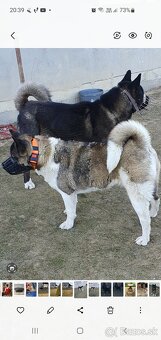 Americka akita - 3