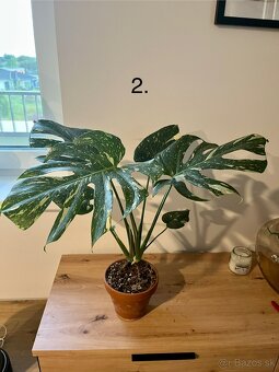 Monstera thai, Monstera albo, Monstera esqueleto - 3