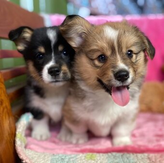 Samec a samica rozkošného úžasného Pembroke Welsh Corgi - 3