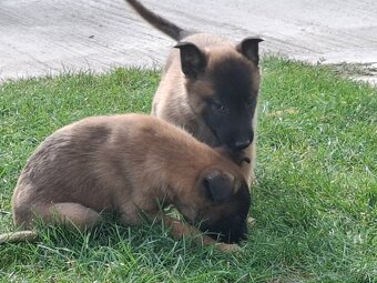 Belgický ovčiak malinois šteniatka - 3