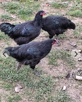 Australorpka veľká čierna - 3