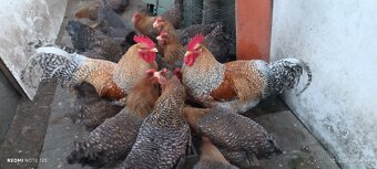 Kohut bielefeldka velka - 3