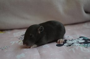 Potkaníky s rodokmeňom máj 2024 - 3