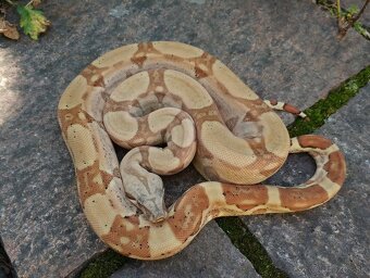 Boa imperator - Hypo RLT het VPI, Ghost het VPI, VPI Sunglow - 3