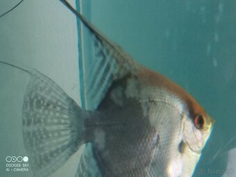 Geophagus red head tapajos + skalare - 3