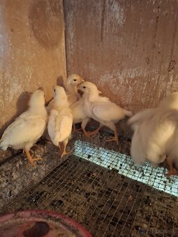 Leghorn kurčatá - 3