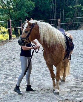Haflinger - 3