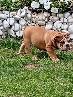 Anglicky buldog - 3