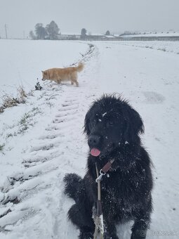 Novofundlandský pes Betty - 3