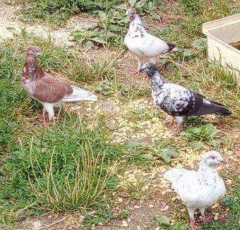 Bernikla Bielolíca / Kačica Mandarínska / Kanadská hus/ Husi - 3