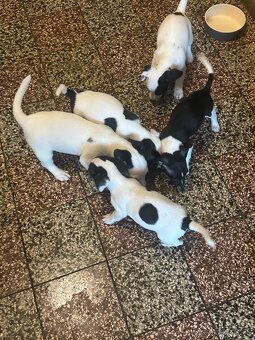 Jack Russell teriér - 3