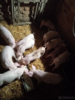 Predám odstavčata - 3