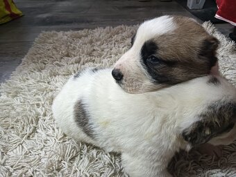 Stredo ázijské stenata - 3