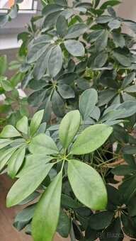 Izbova rastlina / kvet - 3