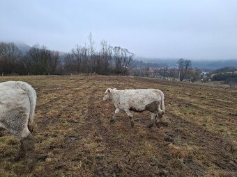 Charolais - 3