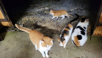 darujem macata, macku, kocura - 3