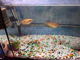 Sladkovodné akvarium - 3