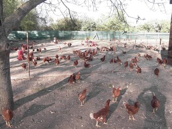 BRIGADA NA FARME Z UBYTOVANIM AJ PRE CUDZINCOU - 3