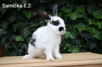 Zdrobnené barančeky na maznáčika aj králičí hop - 3