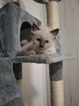 Ragdoll - 3