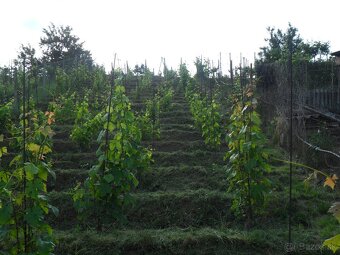 predám záhradu s vinicou - 3