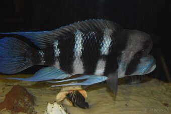 Cyphotilapia Frontoza Burundi - 3