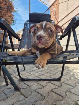American bully - 3