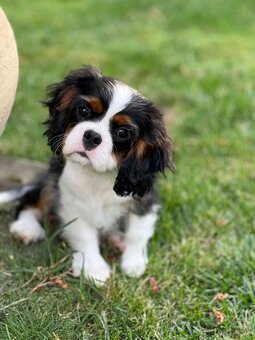 Cavalier King Charles Spaniel s FCI rodokmeňom - 3