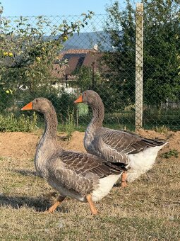 Landenské húsky - 3