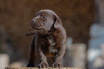 Labrador retriever s PP,  Labradorsky retriever - 3