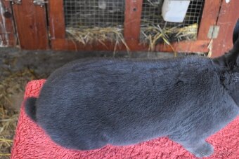 Predam Viedensky modry - 3