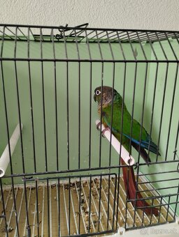 Predám Forpusi a Pyruru zelenolica - 3