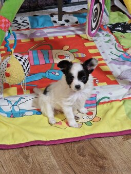 Papillon steniatka - 3