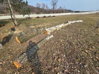 Lipove drevo pre rezbarov - 3