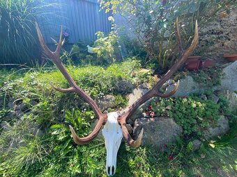 Vyváranie poľovníckych trofejí - 3