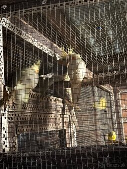 Predám papagáje spevavé a korely - 3