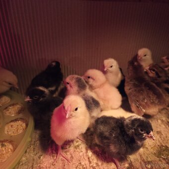 Čistokrvné kuriatka - 3