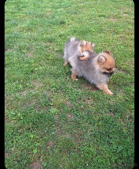 Oranžový špic -Pomeranian - 3