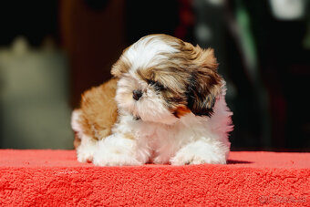 Shih-tzu fenka s PP (shihtzu, shih tzu , šicu, sicu) - 3