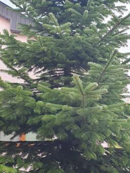 Kaukazská jedľa 6m predám - 3