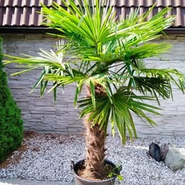 Mrazuvzdorne palmy trachycarpus Fortunei - 3