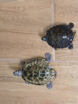 Pekné korytnačky vodné - pár - 3