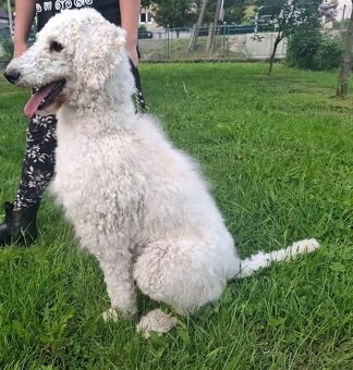 Predám šteňa kráľovského pudla s PP - 3