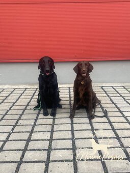 Flat coated retriever - 3