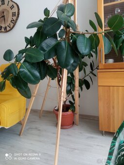 Ficus kaučukovník - 3