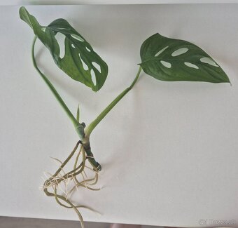 Monstera adansonii - zakorenená 4€ - 3